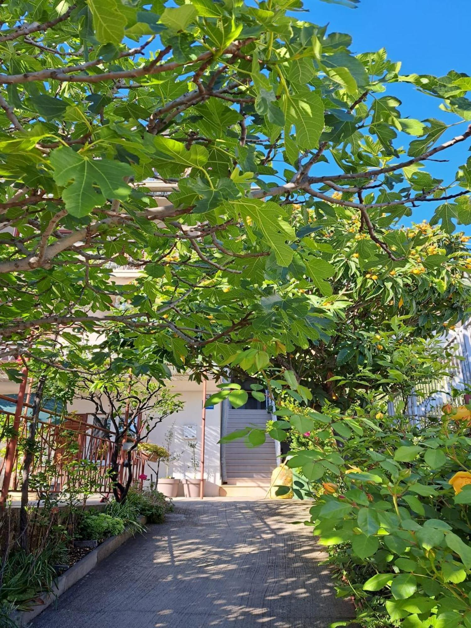 Apartman Adriatic Pavlinovic - Makarska Dış mekan fotoğraf